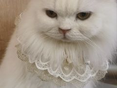 -MOCHA明星猫咖(田子坊店)