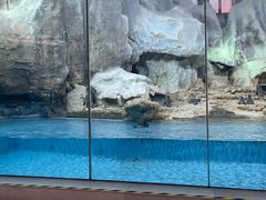 -帝企鹅自助餐厅•儿童岛•真企鹅(长隆企鹅酒店)