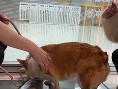 -帕帕拉兹宠物(亚洲旗舰店)