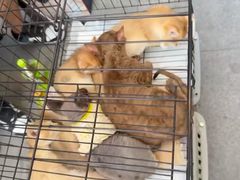 -大悦城(沈阳中街店)