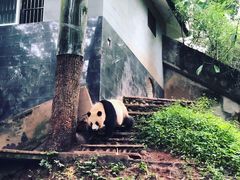-中国大熊猫保护研究中心雅安碧峰峡基地