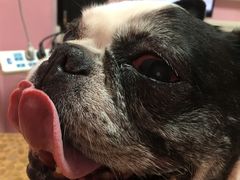 -严国平动物医院(德政总院)