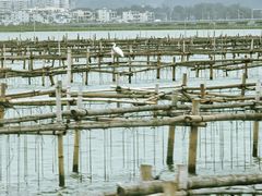 -大亚湾红树林城市湿地公园