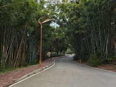 -南宁良凤江国家森林公园