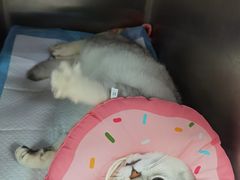 -睿金宠物医院·CT·肿瘤·骨外科
