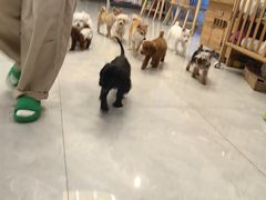 -柴犬小屋·柴餐厅·狗咖食堂(金鼎广场店)