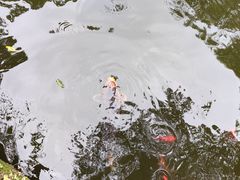 -桂湖森林公园