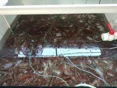 -鸿港海鲜批发市场