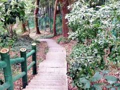 -上海佘山国家森林公园西佘山园