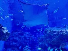 -海合安成都极地海洋公园
