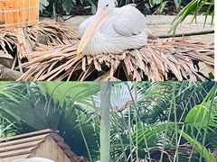 -广州长隆野生动物世界