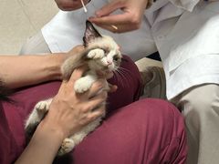 -瑞派福兴宠物医院犬猫全科·骨科·中西医结合(河东店)