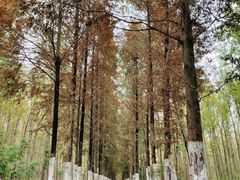 -合肥滨湖国家森林公园