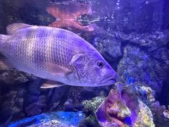 -太平洋海底世界