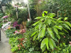 -循礼门鲜花花市(武汉循礼门店)