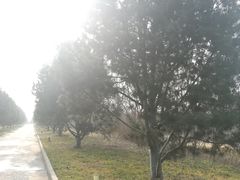 -秦始皇帝陵博物院-丽山园