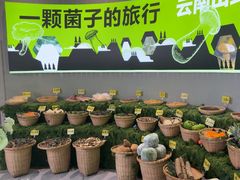 -花菇朵 ll 野生菌锅·精品滇菜(后沙峪店)