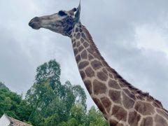 -泉州海丝野生动物世界