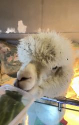 -未来动物城主题公园(正弘城店)