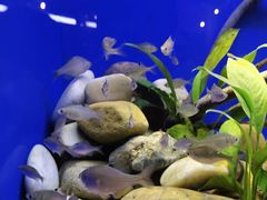 -上海海洋水族馆