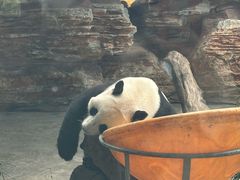 -石家庄市动物园