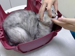 -中农国际动物医院24小时·猫科·骨科·急重症中心