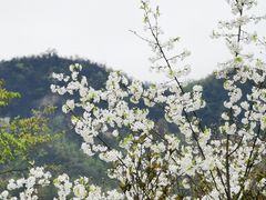 -贵州百里杜鹃风景名胜区