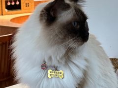 -有猫主题·治愈系猫咖(曾厝垵店)