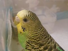 -美联众合动物医院·24h转诊中心