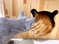 -藏猫猫咖啡主题馆(中央大道店)