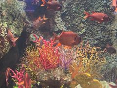 -太平洋海底世界