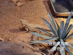 -正佳雨林生态植物园