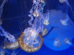 -上海海昌海洋公园