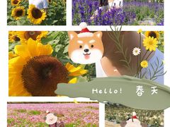 -亚龙湾国际玫瑰谷