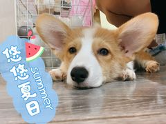 -浣熊柯尔鸭土拨鼠·电玩咖