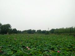 -羊亭河湿地公园