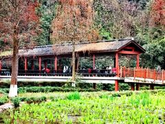 -重庆彩云湖湿地公园