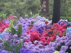 -洛阳白云山景区