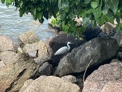 -深圳湾公园(南山区)