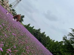 -羊亭河湿地公园