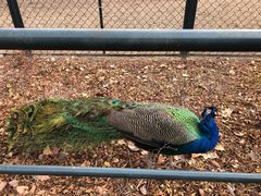 -北京麋鹿生态实验中心