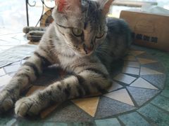 -喵店&猫咖