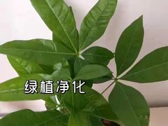 -浙大冰虫甲醛检测治理(闵行店)