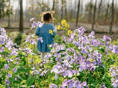 -合肥滨湖国家森林公园