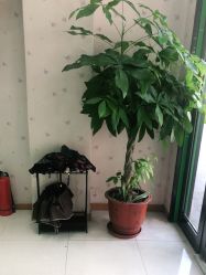 -苗医生0感科技祛痘