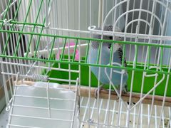 -青石桥花鸟鱼虫市场(叠翠城店)