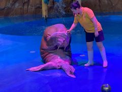 -烟台海昌鲸鲨海洋公园