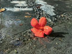 -上海吴淞炮台湾国家湿地公园