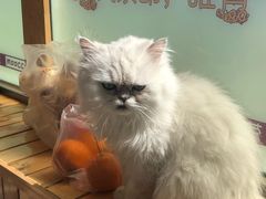 -猫的茶·猫咖