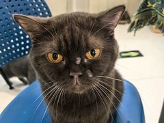 -平行世界·猫咖(首经贸店)